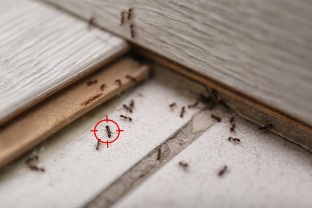 Flea Control Services in Elfers, FL