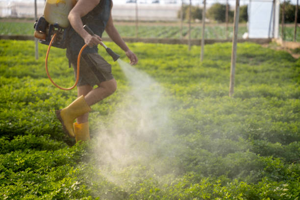 Best Mosquito Control Services  in Elfers, FL