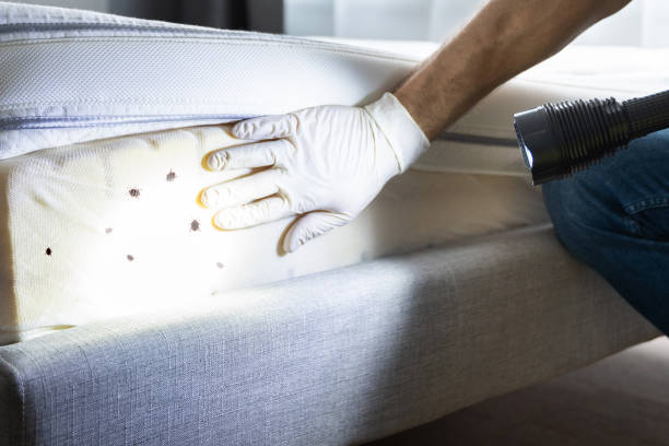 Best Residential Pest Control  in Elfers, FL
