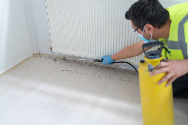 Trusted Elfers, FL Pest Control Experts
